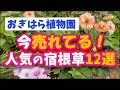 【ガーデニング】おぎはら植物園!1月の今本当に売れてる人気の宿根草12選を紹介!Gardeninng ・あしかがフラワーパーク・代々木公園・中之条ガーデンズ・服部ファームガーデン・花菜ガーデン