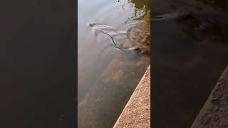 Snake disappears in water 🐍 #snake #snakevideo Net Worth
