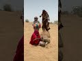 بهجة الزفاف الصحراوي مزيج ساحر من الج مال والطبول والطقوس القديمة