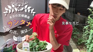 見ないと損する！指定植物ランタナの植え付け、説明豆知識講座!!