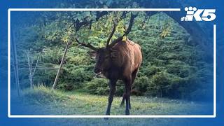Whidbey Island's 'beloved' elk dies