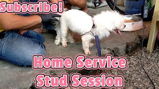 Home Service Maltese Stud Imus Cavite