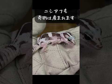 【奇形】我が家で産まれた奇形ニシアフが結局可愛い...！！！ #爬虫類 #reptiles #ニシアフリカトカゲモドキ #ニシアフ #爬虫類飼育 #vtuber #shorts