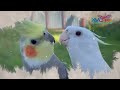 Cockatiel- Cacatillo - Ninfa Parte 1