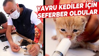 Kamyonetinde Son Anda Fark Edip Bulduğu Yavru Kedileri Şırınga Ile Besliyor