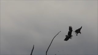 Den Eagle ? Vs Bald Eagle