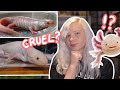 The Cruel Truth About Morphed Axolotls