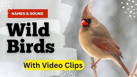 Birds Name | 50 Birds Name | Birds Name With Spelling Pictures And Video For Kids 