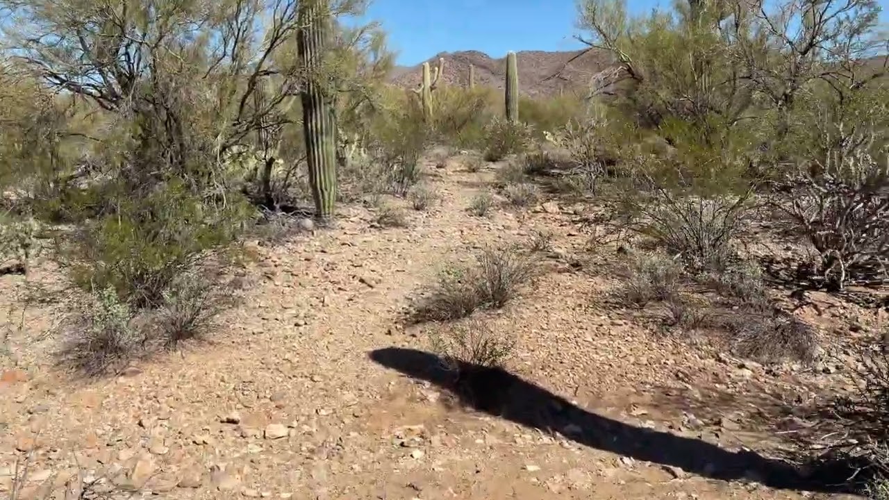 A meandering walk in the spring time Arizona desert. ￼