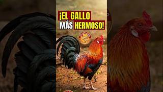 Este gallo no es normal… mira su plumaje 😳🐓 #shorts #viral