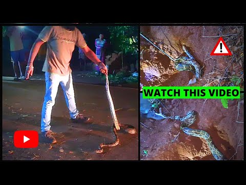 #Goa INDIAN ROCK PYTHON | BHARAT KA SABSE BADA SAAMP| WILDLIFE EXPLORER | RESCUED BY SADIK