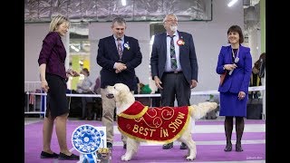 "Retriever-2019" Golden retriever specialty. 20/04/2019. Moscow