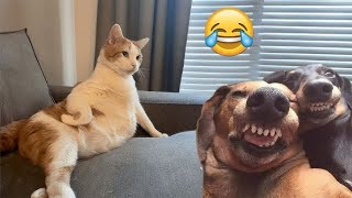 Best Funny Animal Videos🐶 😹.Funniest Cats and Dog Videos 2024 😅 by FunnyWorld 1,200 views 15 hours ago 10 minutes, 22 seconds