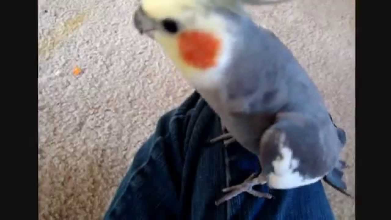 Hissing Cockatiel YouTube
