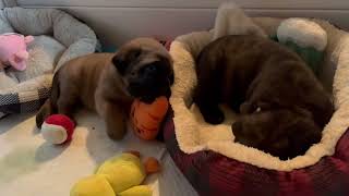 Mastiff puppies one day shy of 4 weeks old.