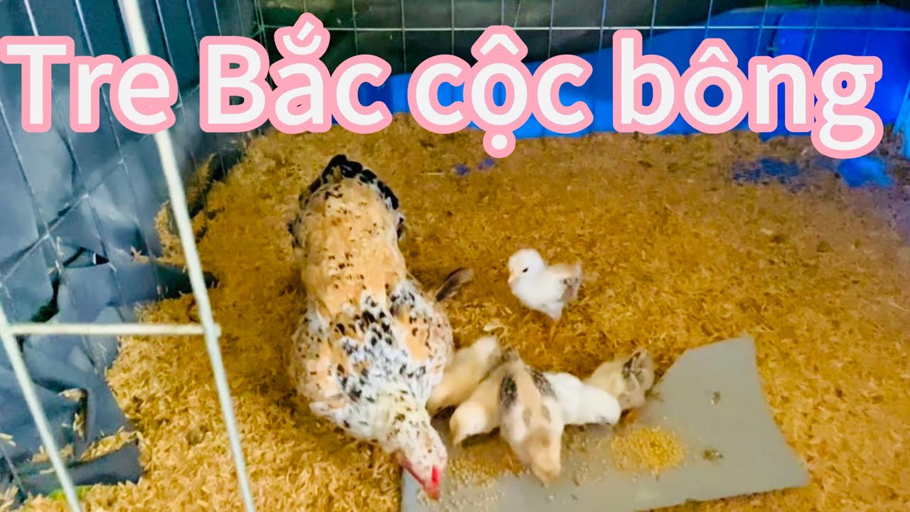 Tham quan  cách nuôi tre Bắc cộc nhỏ bên mình ||GKGC|| tập 32