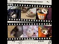 Why Ferrets Are the Ultimate Furry Friends