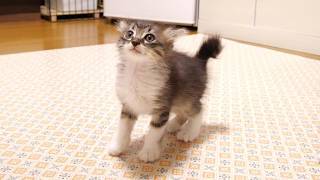 ひとりニャーニャー隊の子猫が、ご飯の準備をおねだりおねだり？【赤ちゃん猫　保護猫】