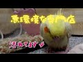 元々、決して良い飼育環境で育てらていなかった雛です。cockatiel【オカメインコきなこ】