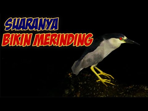 Video: Burung apa yang bisa saya dengar bernyanyi di malam hari?