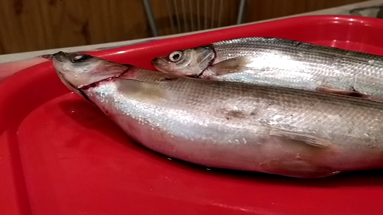ОМУЛЬ Байкальский в томатном соусе с луком на сковороде САДЖ на печи ...