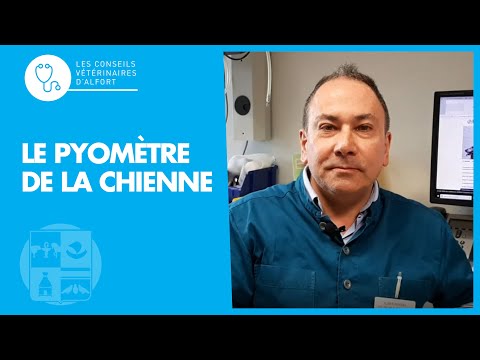 Vidéo: Pyometra: symptômes et traitement chez le chien