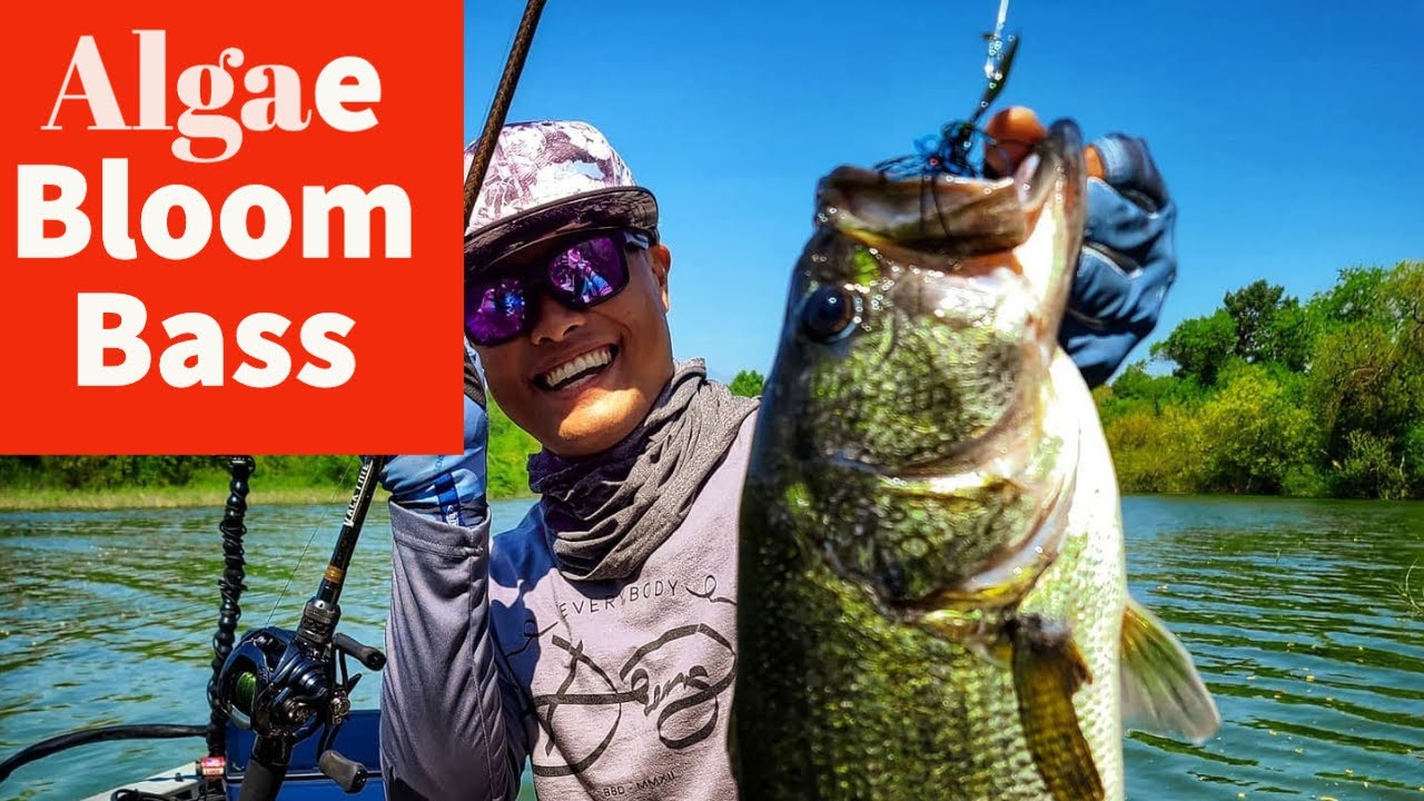 Post Spawn algae Bloom Bass Fishing with the Boys