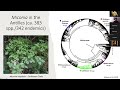Miconia s.l. in the Caribbean: a model for montane speciation and biogeography of the islands.
