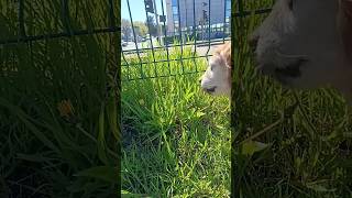 ​All-You-Can-Eat Dog Salad Bar at Castorama!