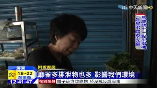 20150324中天新聞 又來了!飼料姊餵鳥 排泄物髒環境