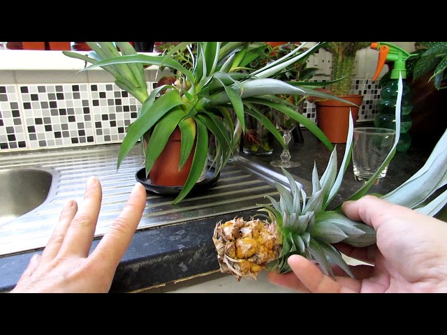 sansevieria hawaiian star 4" Sansevieria Hahnii Glimmering Star
