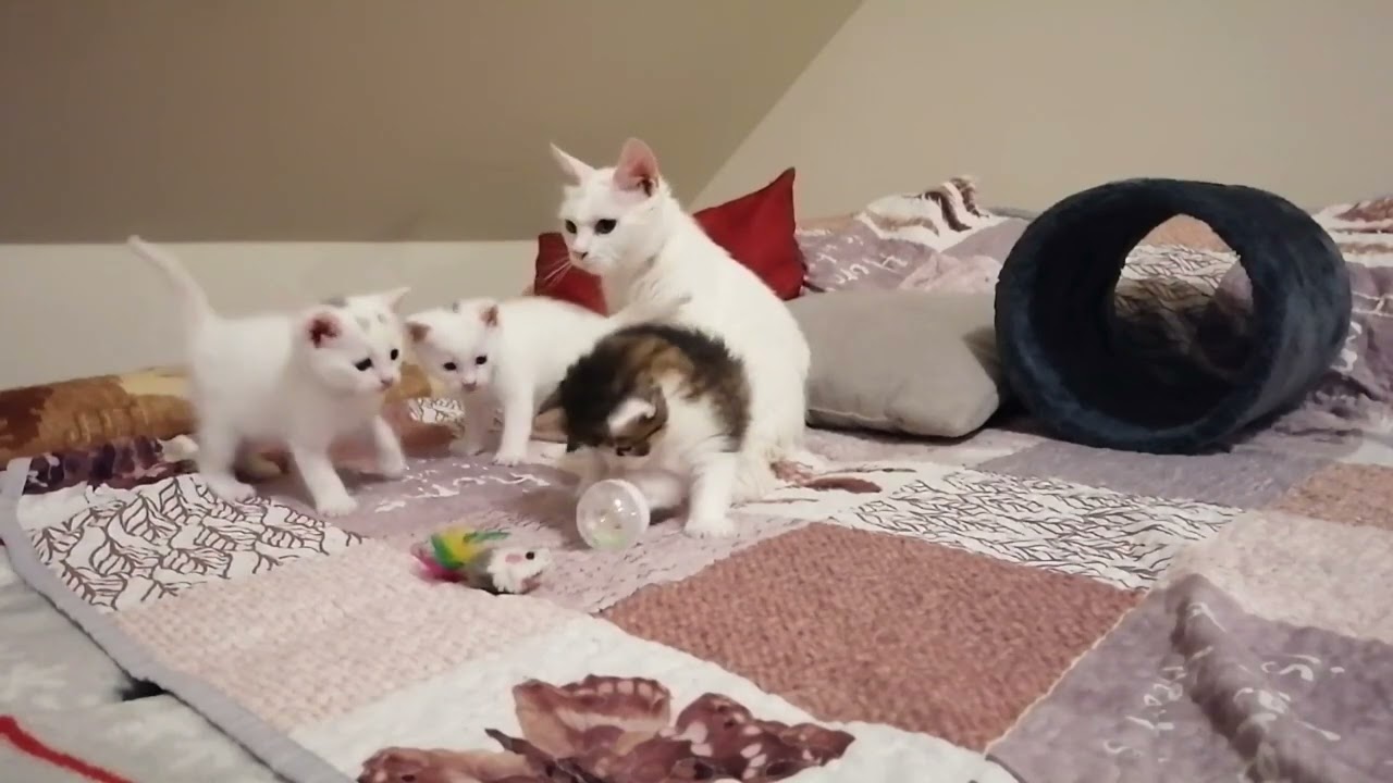Mini Cat - YouTube