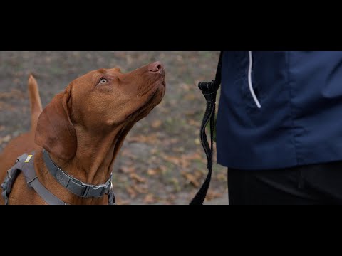 Watch A Dog Walk | Louisa & Winston The Vizsla