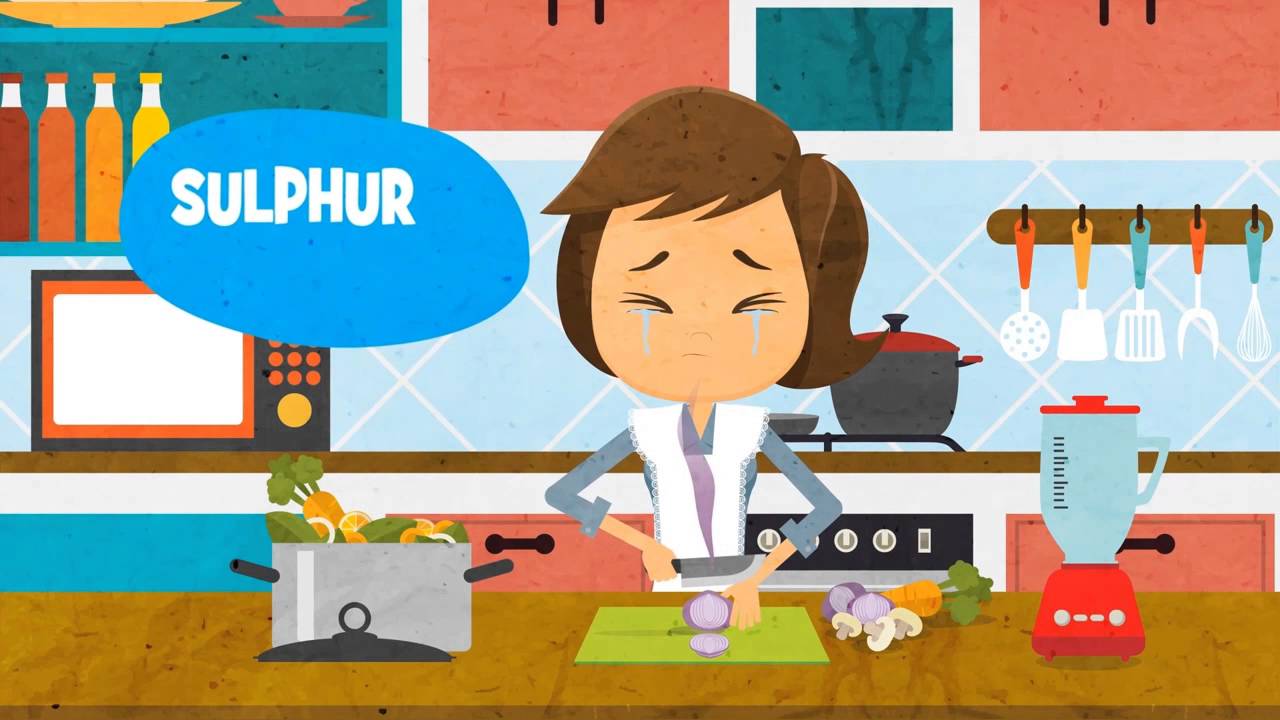 Motion Graphic Video Malaysia | Kids Animated Education Video - Onion