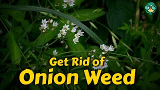 Celebrity How to Get Rid of Onion Weed | How Do I Get Rid of Wild Onions | How to Remove Onion Grass From Lawn Wealth