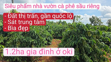 Bán nhà vườn cà phê sầu riêng đẹp đất thị trấn giá rẻ, bất động sản đất vườn gia lai.