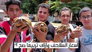 سوق الجمعة بالسيدة عائشة اسعار السلاحف بالتفصييل وتاخد بالك من اية وانتا بتشتري سلاحف ؟!🐢🐢🔥