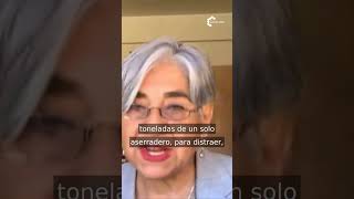 El esquema: papeles falsos y un solo aserradero