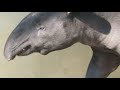 日本平動物園　マレーバク　鳴き声有り！