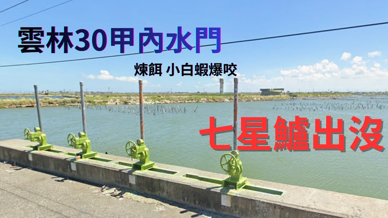 雲林口湖30甲水門 煉餌 小白蝦 爆咬 七星鱸出沒 