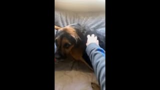 Dog Gets Angry, Repeatedly, When Owner Hand Moves Closer to Her Toy While Petting Her