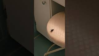 Small Visitor #themessystudio #cricket