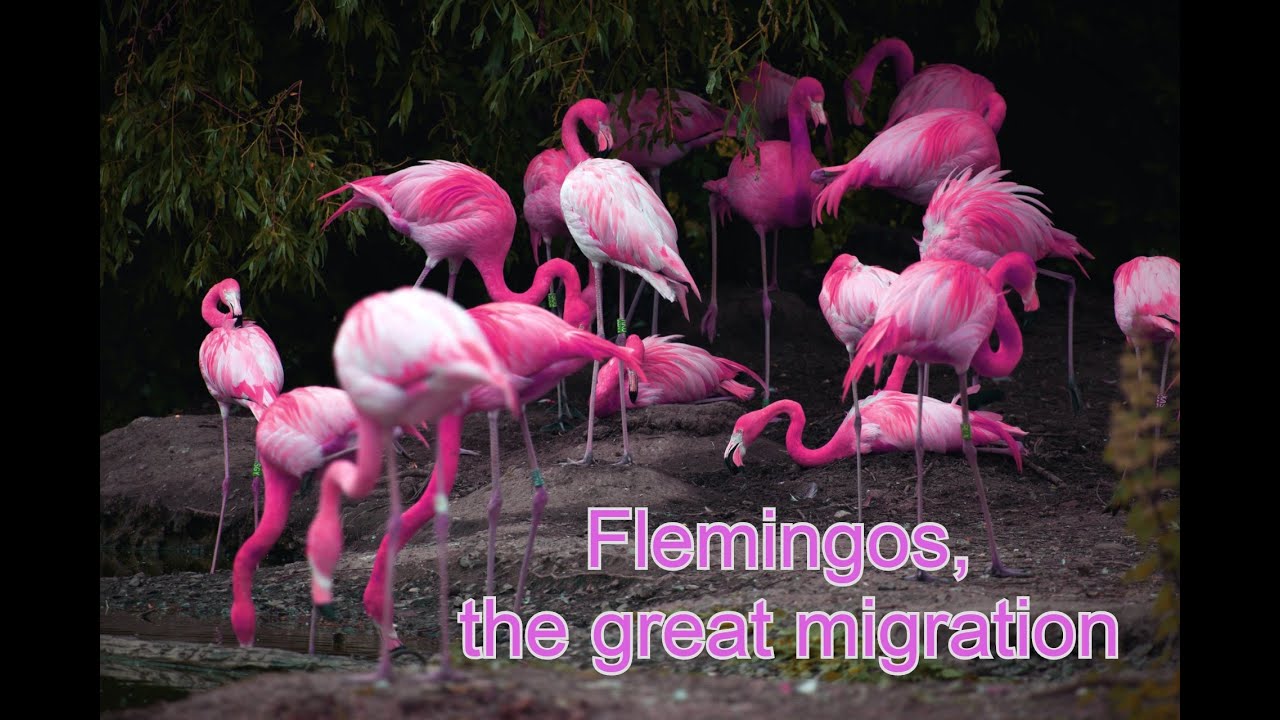The Great Flamingo Migration
