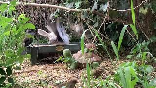 Live Critter Feeder, Live Bird Feeder || Thursday 05.09.2024 - Daytime