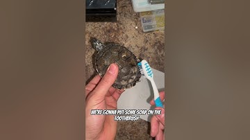 Turtle care for shell rot #turtle #babyturtle #turtlecare #turtlehealth #turtlecareguide #shellrot