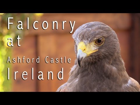 School of Falconry at Ashford Castle Ireland