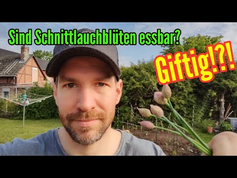 Video: Hat Schnittlauch Blüten?