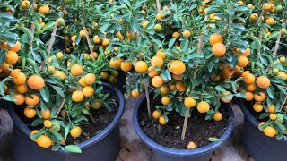 زراعة شجرة البرتقال من البذور
