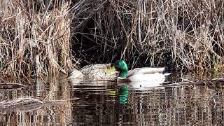 Mallards: Dabbling (18 April 2026)