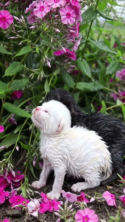 anak kucing mengeong #part44